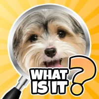 What is it? Pics Trivia Quiz